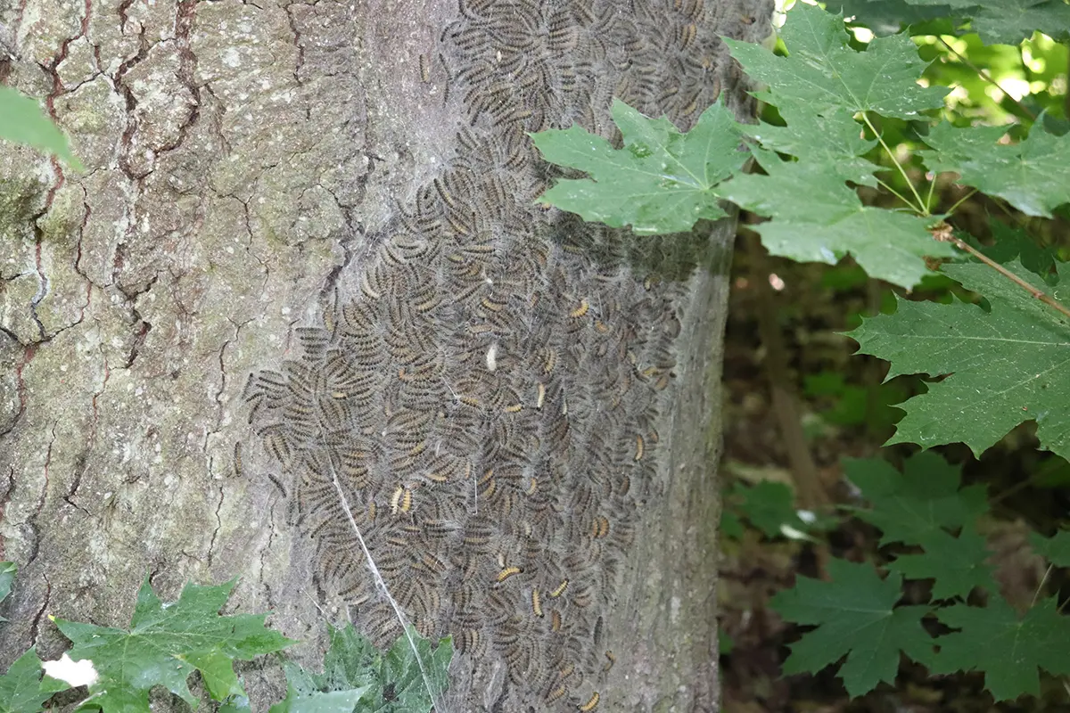 Finger weg! "Wuselndes" Raupennest an einer Eiche an der Bahnunterführung Oberer Locher Weg.