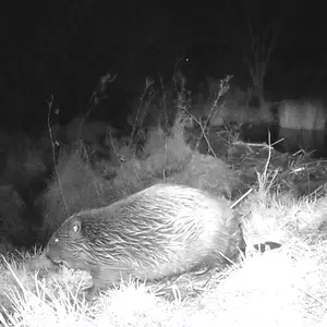 Biber läuft bei Nacht an seinem kleinen Damm entlang