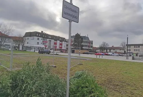 Auf einer Wiese am Oberasbacher Rathaus liegende Weihnachtsbäume mit einem Schild "Christbaumsammelplatz"