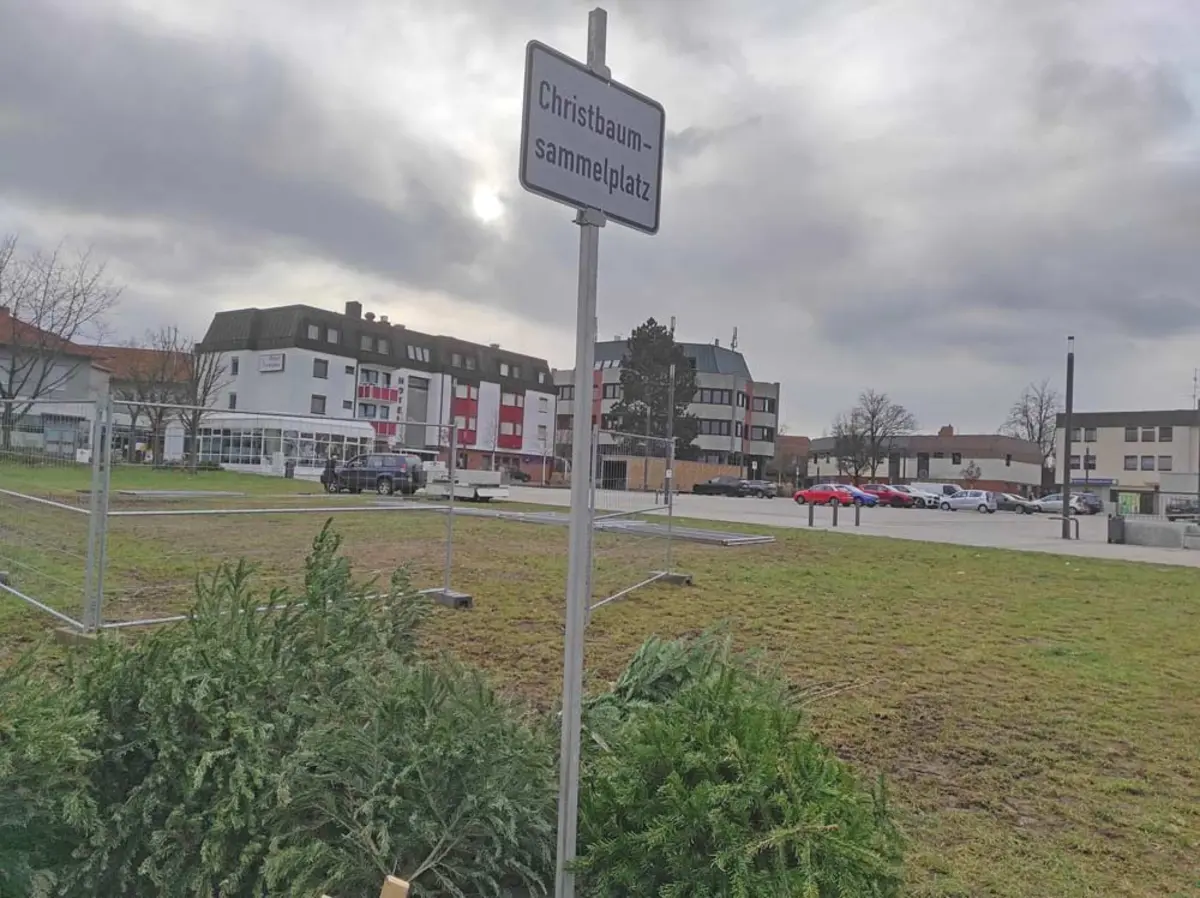 Auf einer Wiese am Oberasbacher Rathaus liegende Weihnachtsbäume mit einem Schild "Christbaumsammelplatz"