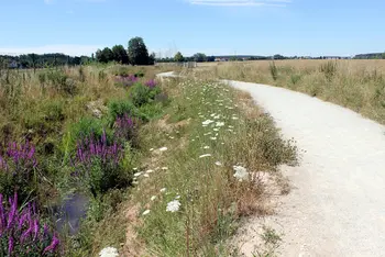 Sommer im Asbachgrund - Weg entlang blühender Wiesen