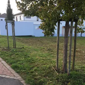 Grundstück mit einem Baum an der Amalienstraße