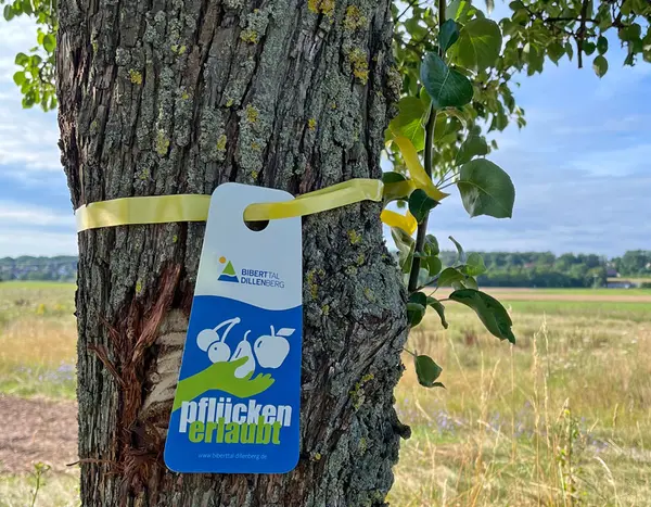 Ein Schild mit der Aufschrift "Pflücken erlaubt" hängt am Stamm eines Obstbaumes