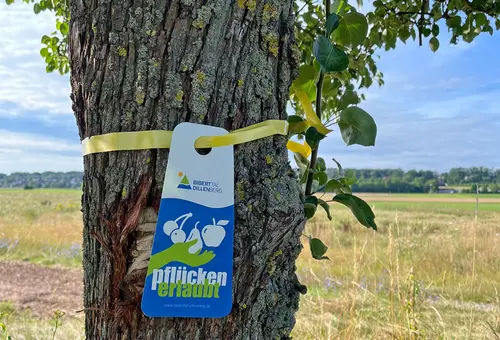 Ein Schild mit der Aufschrift "Pflücken erlaubt" hängt am Stamm eines Obstbaumes