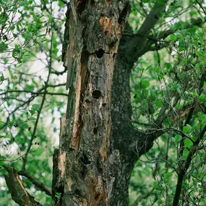 Morscher Baum mit Löchern für Waldbewohner