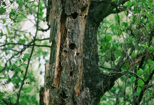 Morscher Baum mit Löchern für Waldbewohner