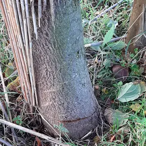 Baumstamm, der kurz über dem Boden eingesägt ist.