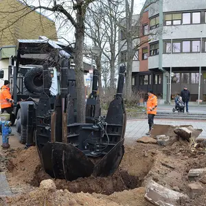 Die Spaten haben das Wurzelwerk umschlossen ...
