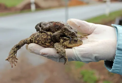Ein Krötenpaar auf einer Hand mit Einweg-Handschuh