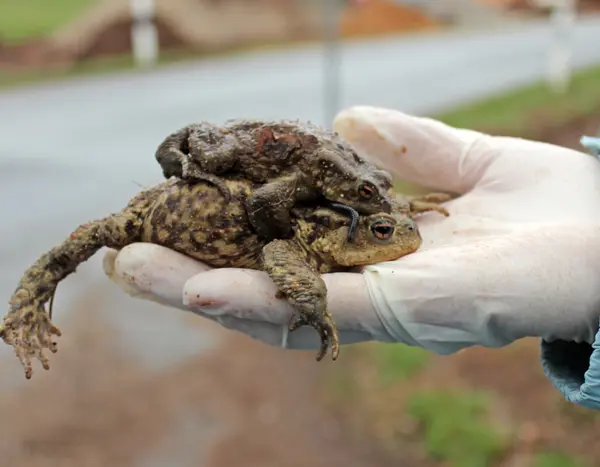 Ein Krötenpaar auf einer Hand mit Einweg-Handschuh