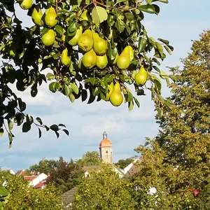 Birnbaum mit Kirche im Hintergrund