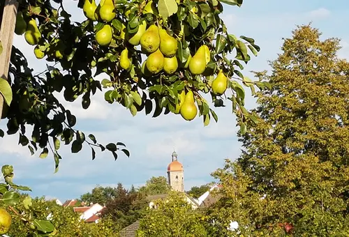 Birnbaum mit Kirche im Hintergrund