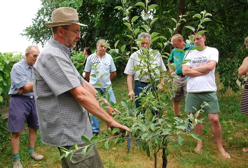Sommerschnittkurs am Obstgehölz
