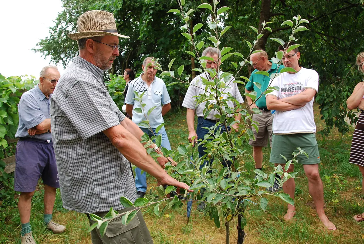 Sommerschnittkurs am Obstgehölz