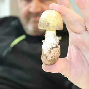 Hand hält einen Pilz