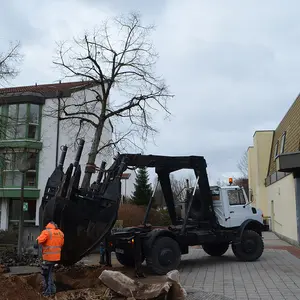 Die Linde wird aus ihrem dertzeitigen Standort gehoben ...